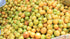 Prakruthi Big Indian Jujube|Regi Pallu 450g